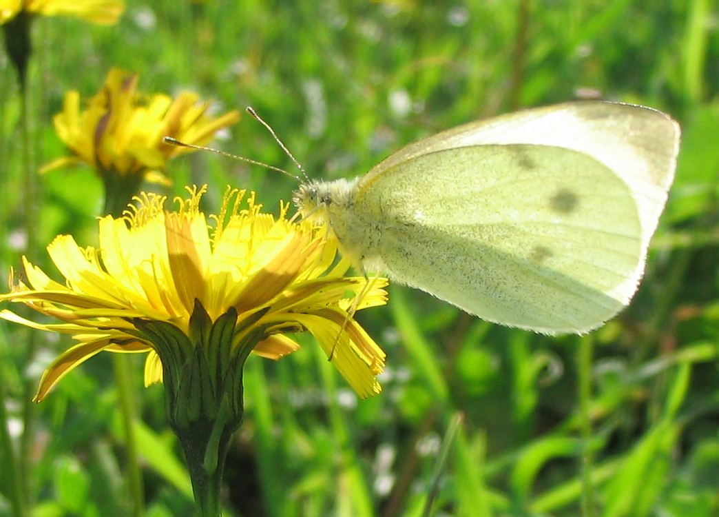 Pieris brassicae o rapae?